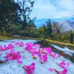 A Valley of Rhododendrone flowers