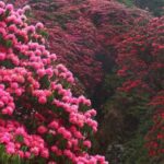 A Valley of Rhododendrone flowers