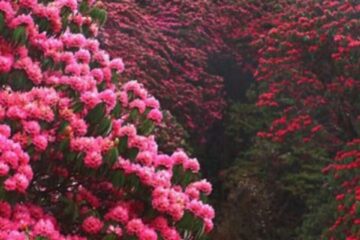 A Valley of Rhododendrone flowers