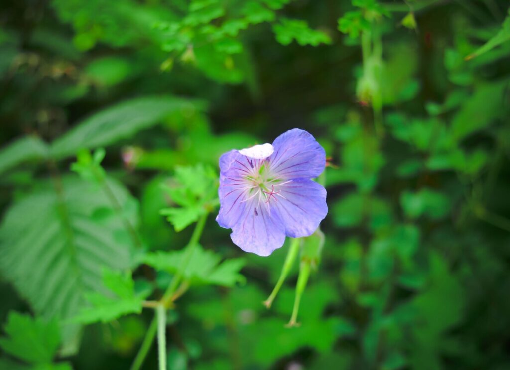 valley of flowers