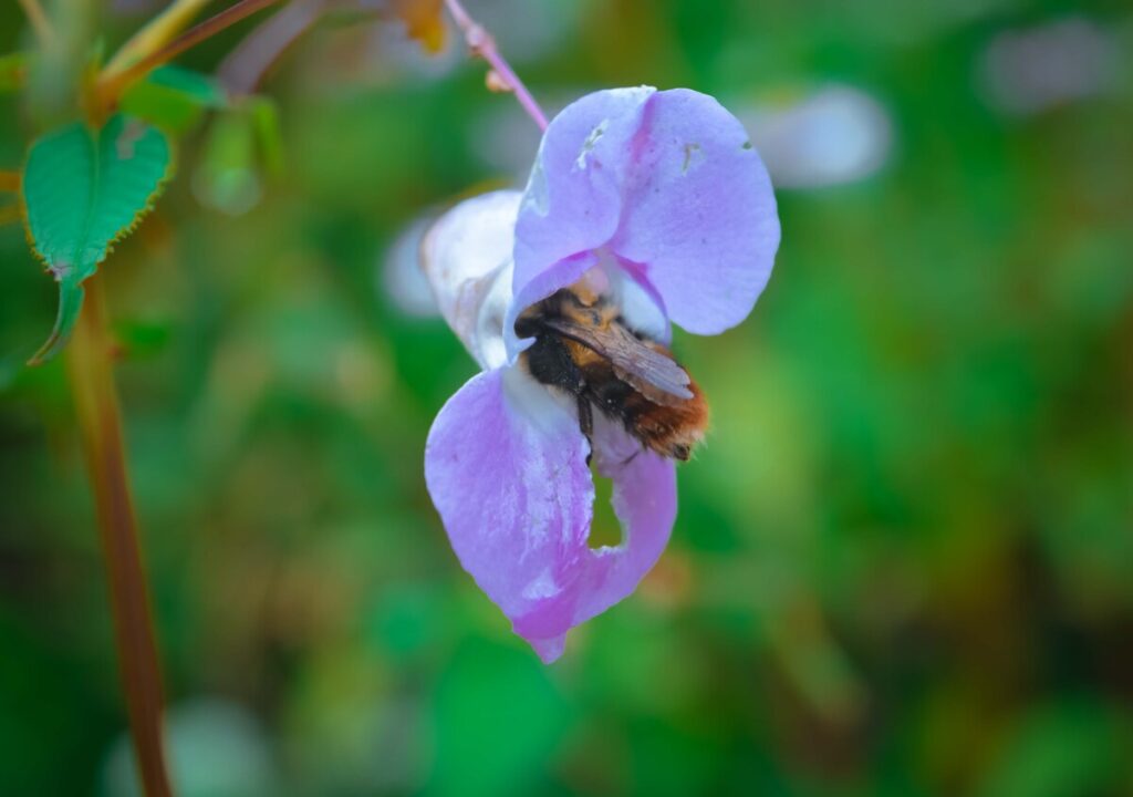 valley of flowers