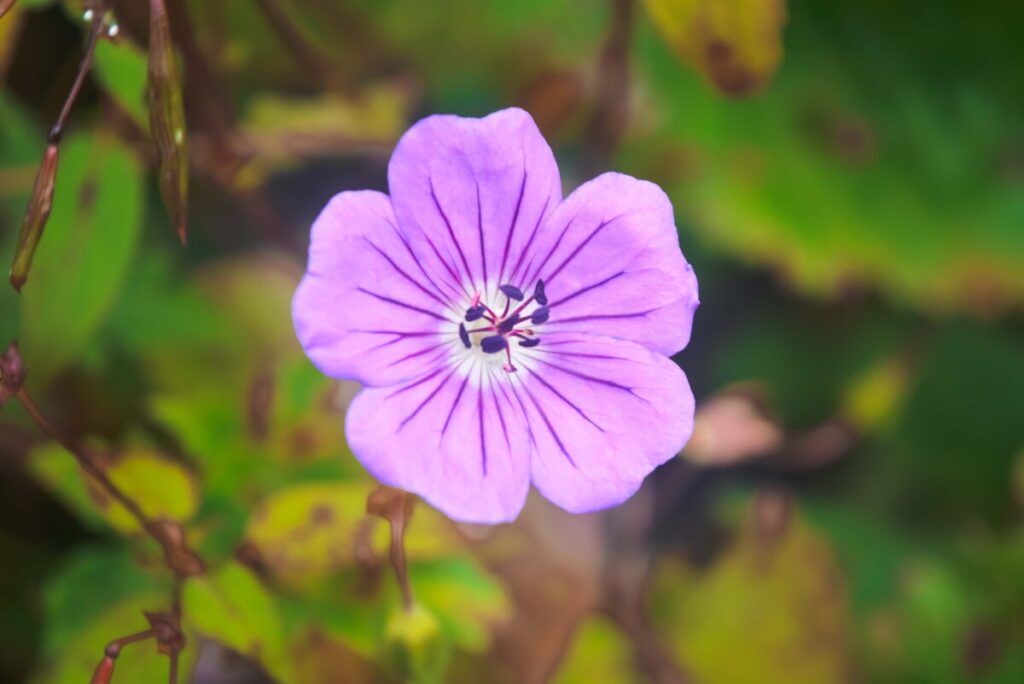 valley of flowers