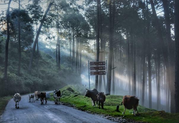Pangot -Kilbury wildlife sanctury in uttarakhand
