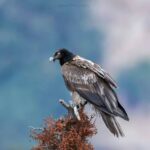 Birding tour in Chopta