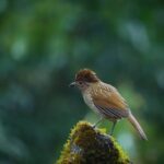Chopta Birding